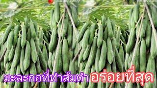 สายพันธุ์มะละกอ 3 สายพันธ์สำหรับทำส้มตำโดยเฉพาะ ที่อร่อยที่สุด