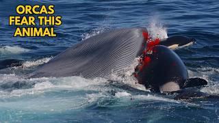 3 Animals That Can Defeat A Killer Whale