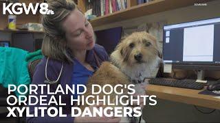 Sugar substitute nearly kills Portland dog