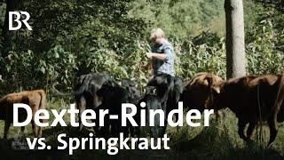 Zum Fressen gern: Dexter Mini-Rinder als Bekämpfung gegen Springkrautplage |Schwaben & Altbayern |BR