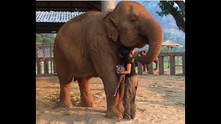 "I Got You" - heartwarming relationships at Elephant Nature Park