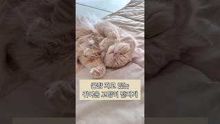 나만 이러는거 아니라고 말해줘  #cutecat #catshorts #shorts