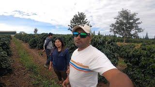 1500 HECTARE ARABICA COFFEE PLANTATION IN LAOS PAKSONG 4000 TONS COFFEE CHERRY