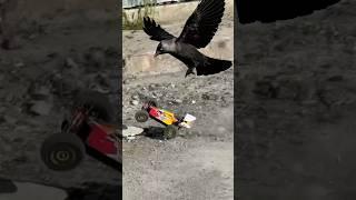 Crows Launch Surprise Attack on RC Car during High-Speed Test!!