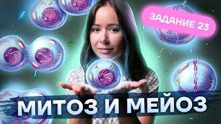 Митоз и мейоз КРАТКО И ПОНЯТНО | Биология ЕГЭ 2025 | Умскул