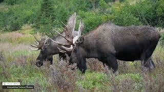 Top Ten Bull Moose Part 1 | MooseMan Nature Photos Video