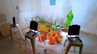 Texas Winter Gardening - Growing Tropical Plants in the Garage