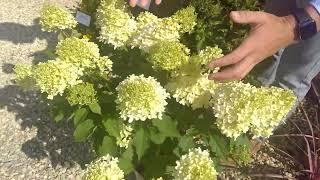 Hydrangea Skyfall - Everlasting Beauty