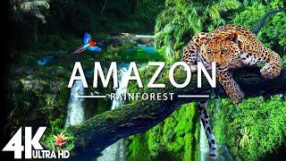 FLYING OVER AMAZON (4K UHD) - Relaxing Music Along With Beautiful Nature Videos - 4K Video Ultra HD