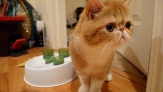 BRINGING HOME OUR EXOTIC SHORTHAIR KITTEN | SVEN AND ROBBIE