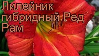 Лилейник гибридный Ред Рам (hemerocallis red rum)  обзор: как сажать, рассада лилейника Ред Рам