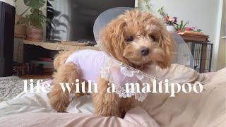 Life with a Maltipoo  Spay surgery recovery days 