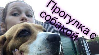 Прогулка с Собакой  Притащила цыплёнка|Притащила￼ мышь|ходит без ошейника|душит себя|