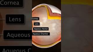 HCL Learning DigiSchool - The Human Eye