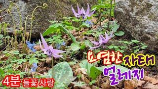 얼레지 Asian fawnlily