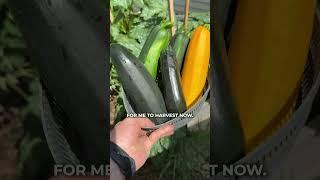 It's Been One Week Since You Gardened Me  #thenebraskagarden #vegetablegarden #gardening