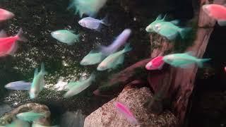Ikan hias piaraan Abah sangat lucu@Ansor86