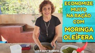 MORINGA OLEÍFERA NA RAÇÃO DAS GALINHAS