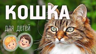 Кошка. Видео про животных для детей 3+