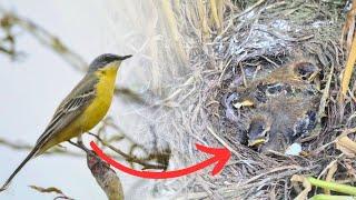 Rare Nest Found | Also Yellowhammer & Goldfinch | Nest Finding & Monitoring 2024 Episode 14