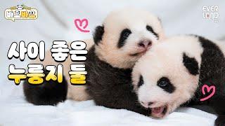 Twin Baby Pandas Toasted to Golden Perfection | #TwinPandas EP.9