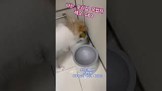 장난꾸러기짱구 어디든 다 올라갈수있지! #파티포메 #강아지브이로그 #강아지 #포메성장기 #포메 #pomeranian