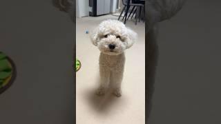 전화 끊자마자 아빠 언제 들어오냐고 떼부리는 살구 #강아지 #토이푸들 #강아지브이로그 #떼쟁이 #poodle