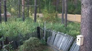 Процесс постройки забора. Вид с бани