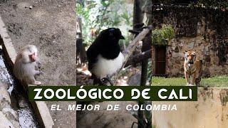 El Mejor Zoológico de Colombia  El Zoológico de Cali 