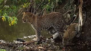 La Leoparda ｜ Vida Salvaje ｜ Documental de Animales