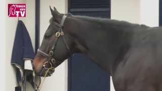 No Nay Never, stallion standing at Coolmore Stud - Irish Stallion Trail 2015