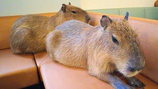 Neu eröffnetes Capybara Cafe in Japan Tokio  Cafe Capyba