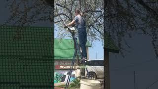 Обрезка сливы: неожиданное решение и интригующая идея #обрезкаслив #садоводство #весеннеепреображени