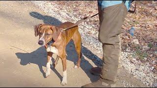 2014 UKC Squirrel Dog World Championship - Squirrel Hunting with Curs and Feist Dogs