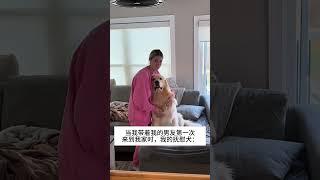 抚慰犬：这个糟男人是谁？ 我的萌宠萌宠出道计划治愈精神抚慰犬狗狗@DOU+小助手