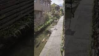 A street in Japan where a roadside channel is like an aquarium