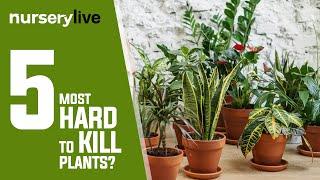 Indoor Plants | Ep. 5 | 5 Most Hard To Kill Plants | nurserylive