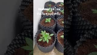 อุณหภูมิและความชื้นที่เหมาะสมในช่วงทำใบคือ 25° ความชื้น 60-70% #shorts #indoorthaiFarm
