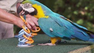 Clever parrot sets new Guinness World Record