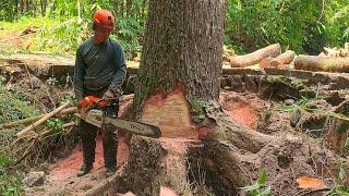 Special Mahogany Tree at the beginning of the month