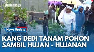 Hujan-hujanan, Dedi Mulyadi Tanam Pohon di Area Hibisc Puncak Bogor, Siapkan Penghijauan Kembali