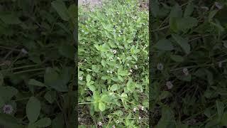 This ground cover is an awesome native plant - Frogfruit #floridanativeplants #gardening #garden