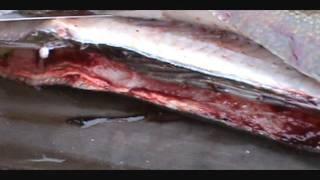 How to fillet a walleye - conventional method