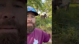 Catching The Monster? #animals #fishing #farming #shortsfeed #monster