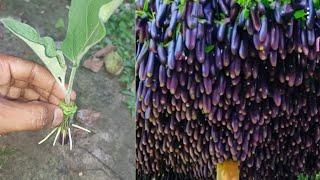 Grow this way and eggplant produce more fruit than you can imagine, growing eggplant with alovera