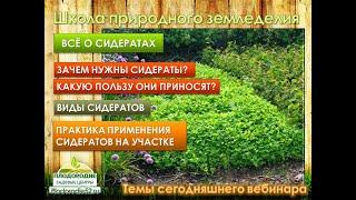 Всё о сидератах. Какую пользу приносят сидераты?