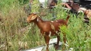 Prescribed Grazing.Sustainable land vegetation clearing with brush goats grazing