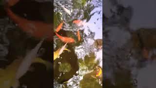 Feeding Frenzy: Koi Chaos Unleashed!