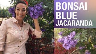 Dwarf Jacaranda is a great accent for your yard | Sara Bendrick