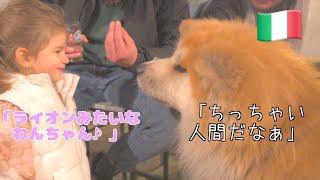 Akita Inu "SANGO" meets a cute Italian girl.